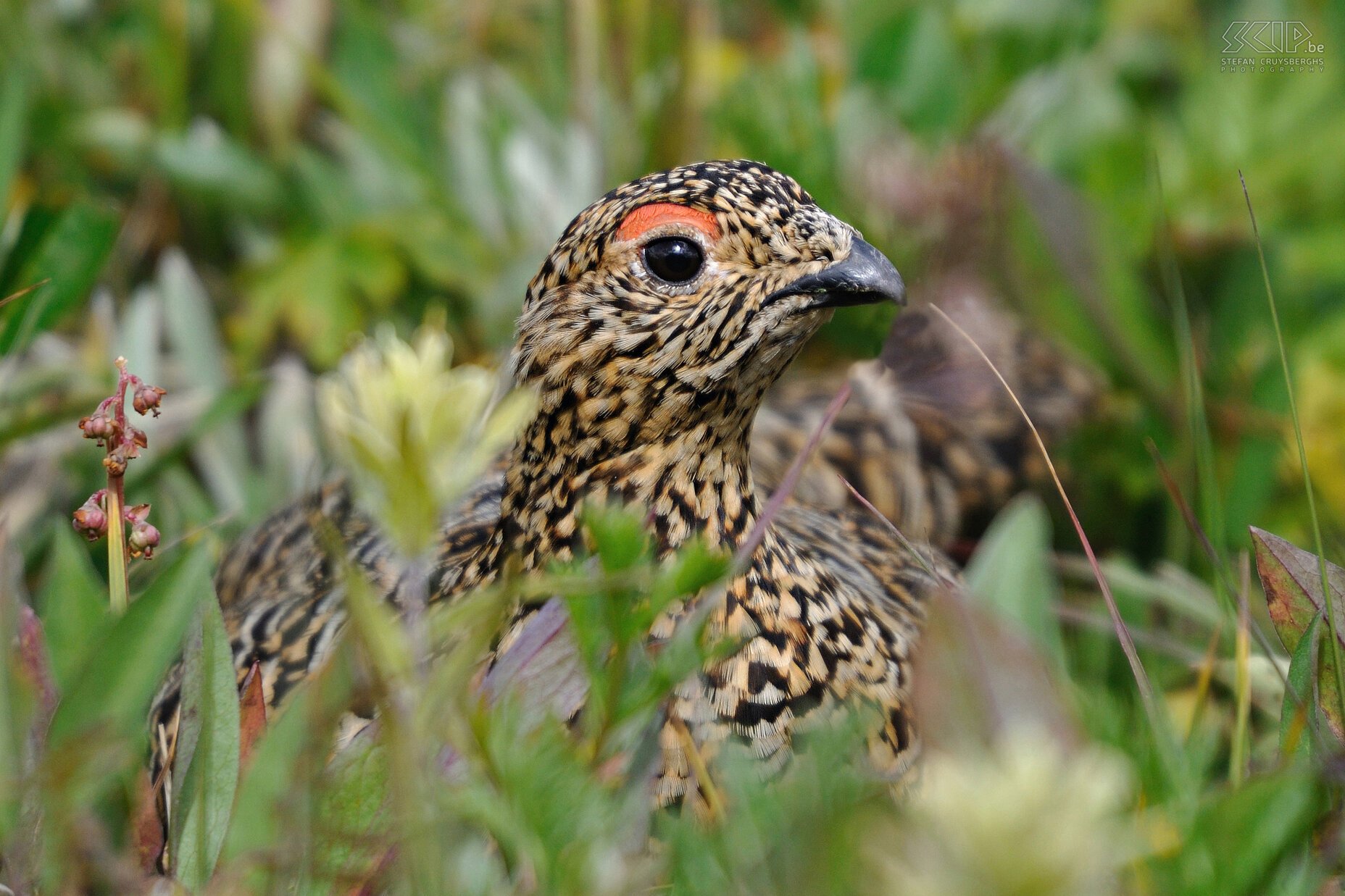 Jasper NP - Tonquin Valley - Willow Grouse (Lagopus lagopus) Stefan Cruysberghs